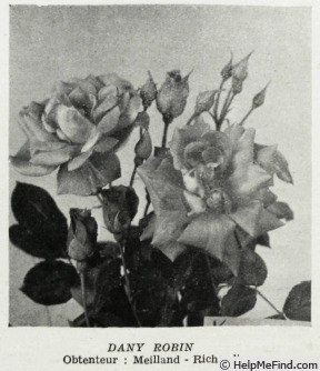'Dany Robin' rose photo