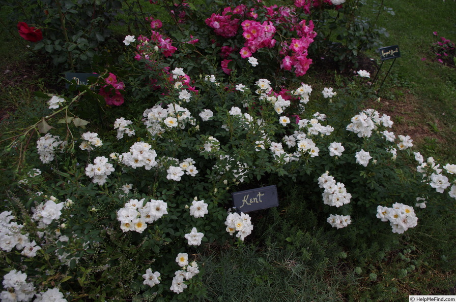 'Kent ® (shrub, Olesen/Poulsen, 1985)' rose photo