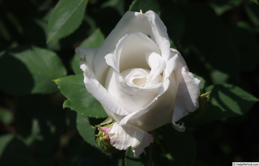 'Frau Karl Druschki (Hybrid Perpetual, Lambert, 1895/1901)' rose photo