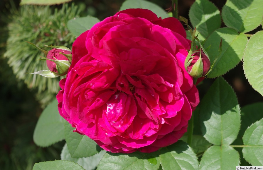 'L. D. Braithwaite' rose photo