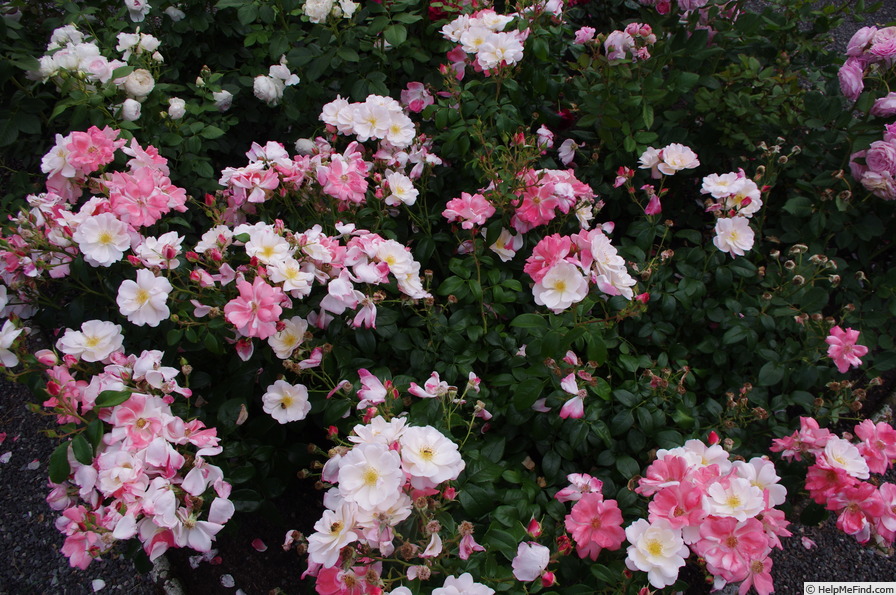 'Roseromantic ® (floribunda, Kordes, 2002/14)' rose photo