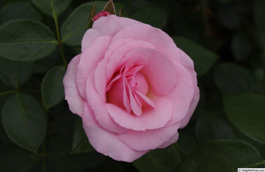 'SB 11.03' rose photo