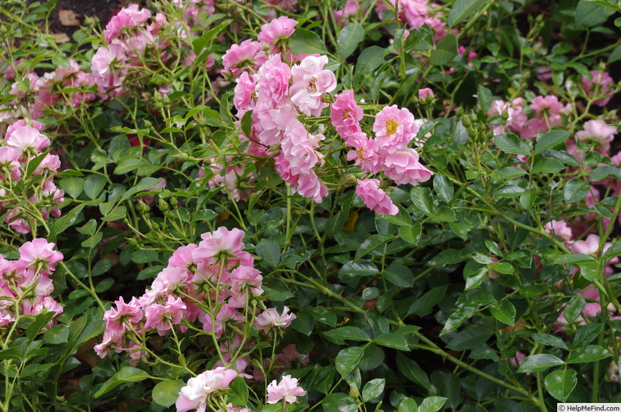 'Alizée (shrub, Sauvageot, 2009)' rose photo