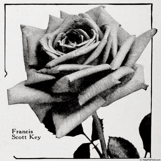 'Francis Scott Key' rose photo