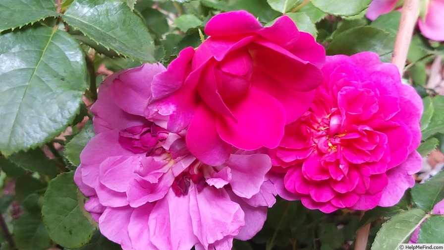 'Princess Anne ®' rose photo