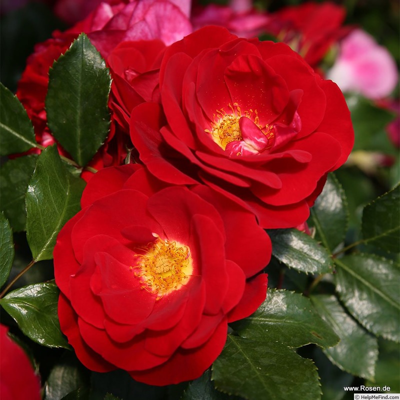 'Caracho ®' rose photo