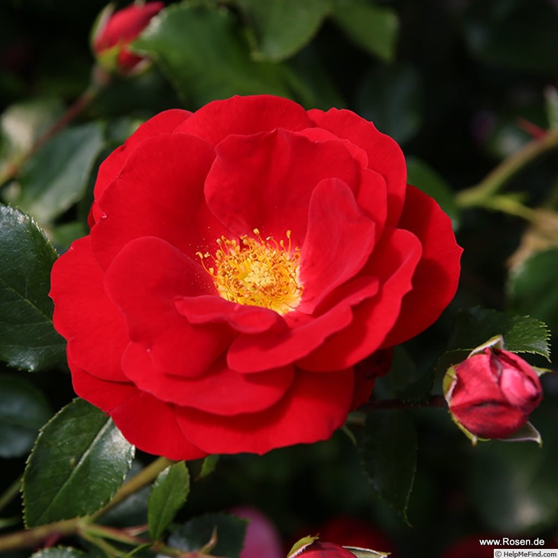 'Caracho ®' rose photo