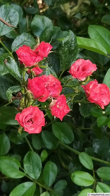 'MEIkrotal' rose photo