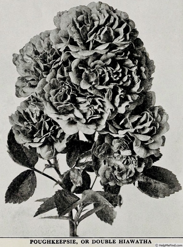 'Poughkeepsie' rose photo