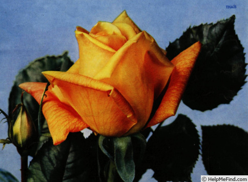'Thaïs (hybrid tea, Meilland, 1954)' rose photo