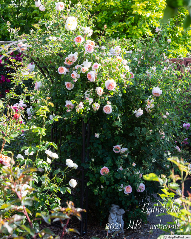 'Bathsheba' rose, click to enlarge 'Bathsheba' rose photo