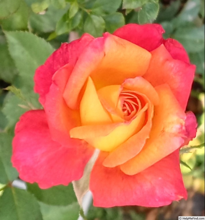 'Manuel Cuevas' rose photo