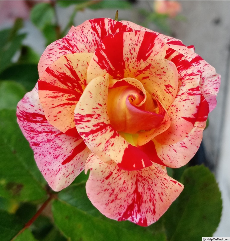 'The Streak' rose photo