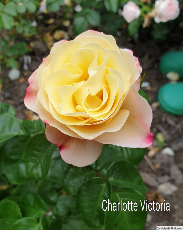 'Charlotte Victoria' rose photo