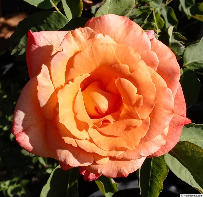 'Velvet Orange (hybrid tea, Coiner 2010)' rose photo