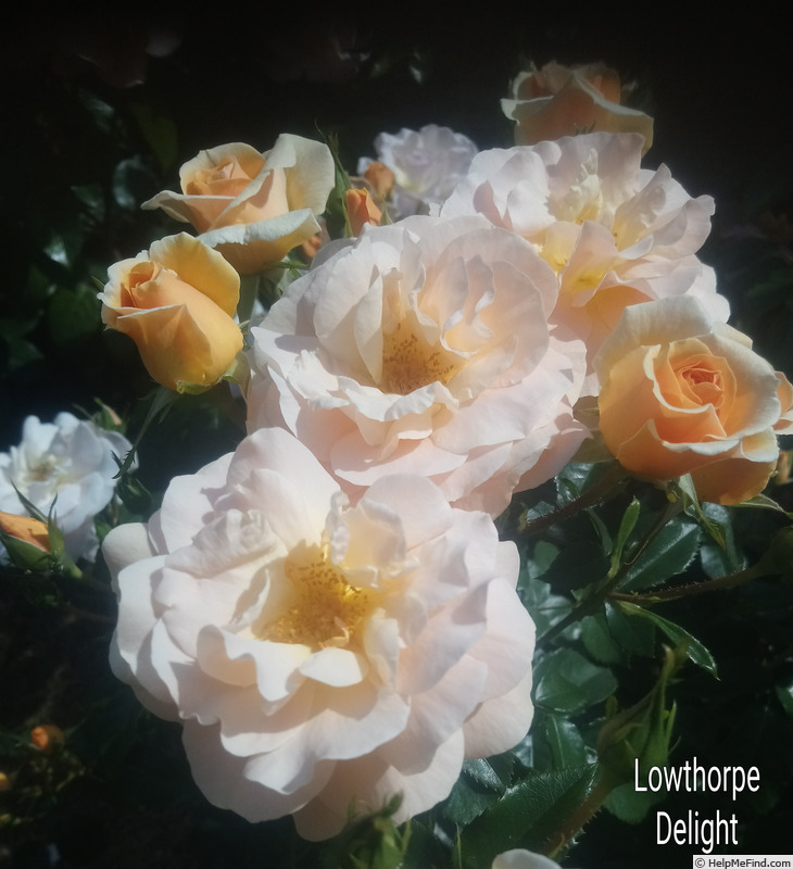 'Lowthorpe Delight' rose photo