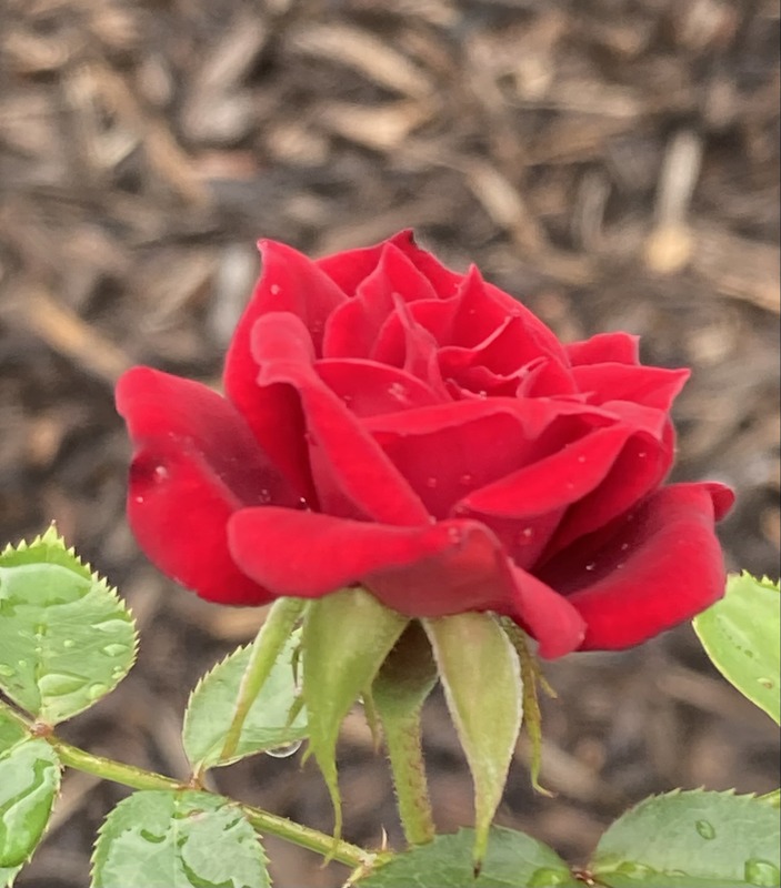 'Red Cameo ™' rose photo