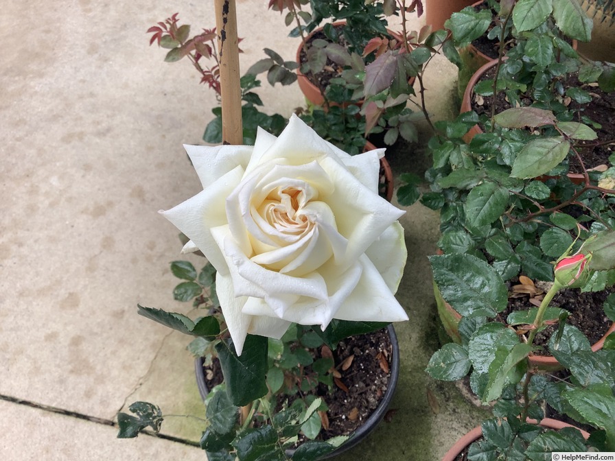 'Amelia Earhart (Hybrid Tea, Reymond, 1929)' rose photo