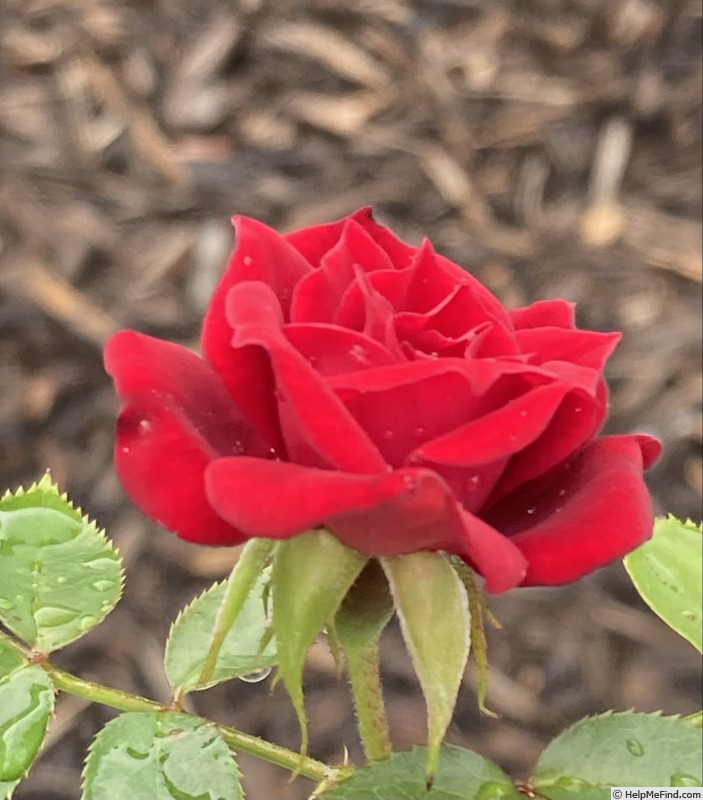 'Red Cameo ™' rose photo