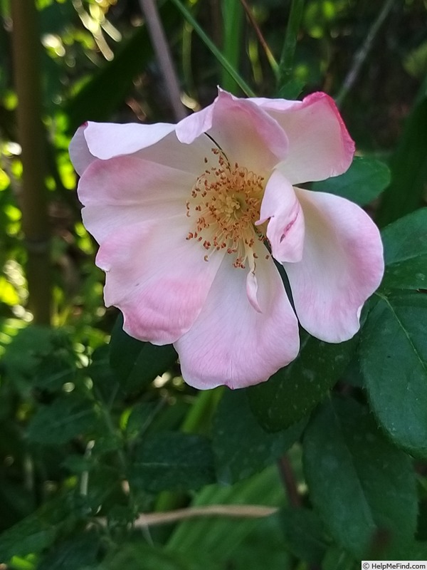 'Roseromantic ® (floribunda, Kordes 2002/14)' rose photo