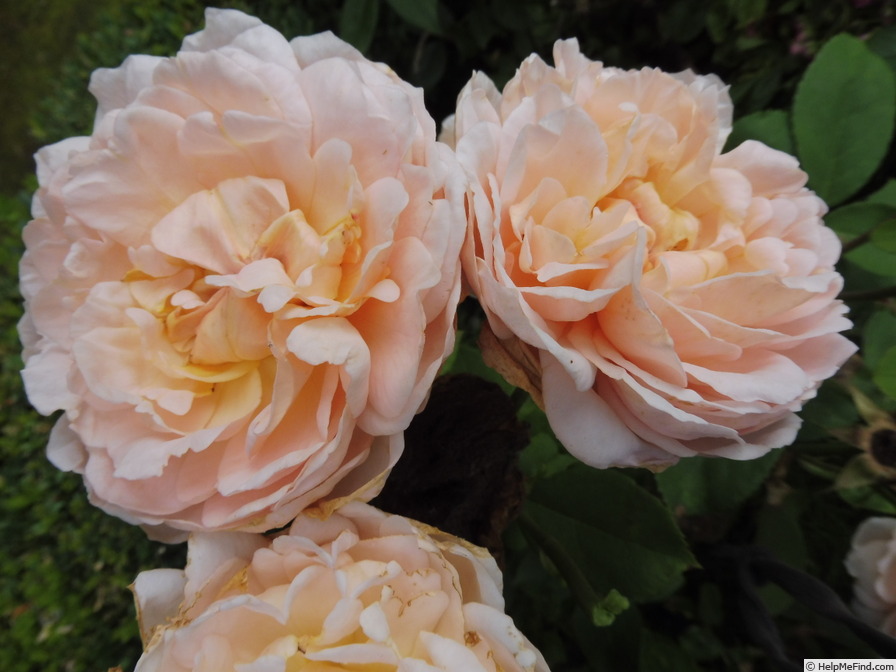 'The Lady Gardener' rose photo
