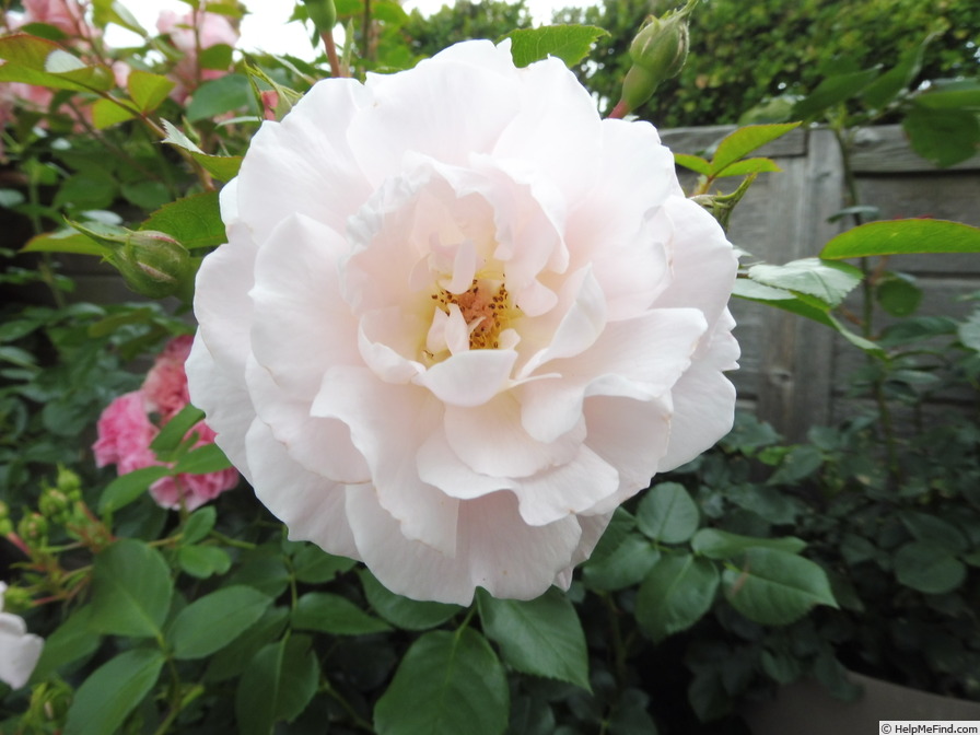 'Jim the Viking™' rose photo