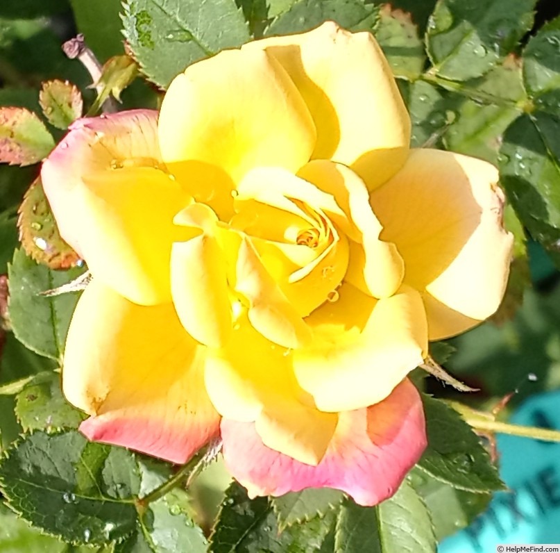 'Pixie Dust' rose photo