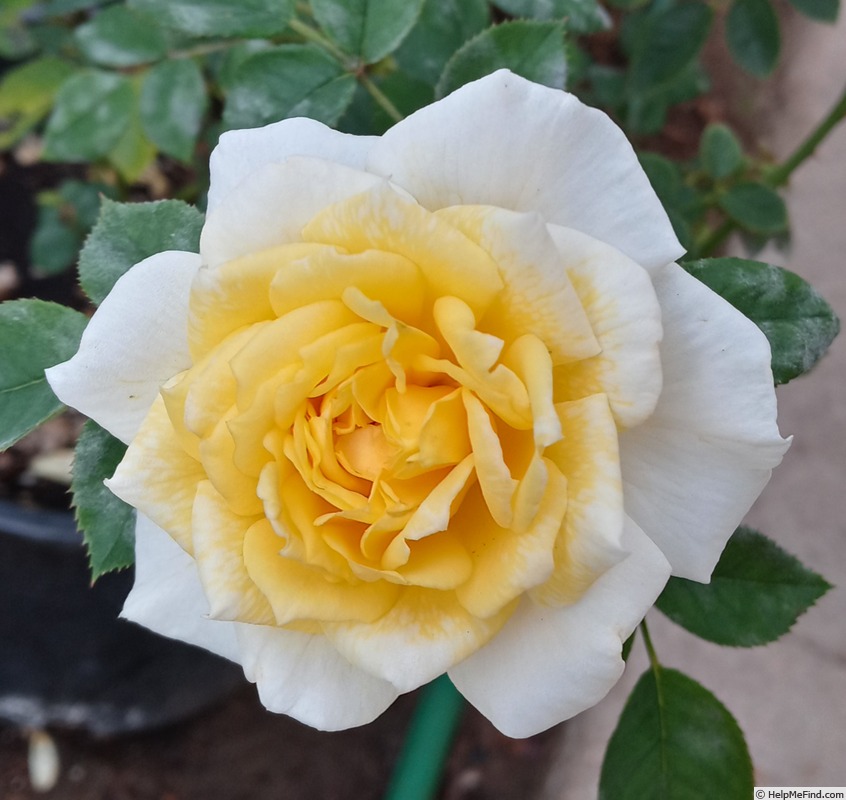 'Kev' rose photo