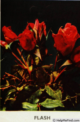 'Flash (floribunda, Gaujard, 1957)' rose photo