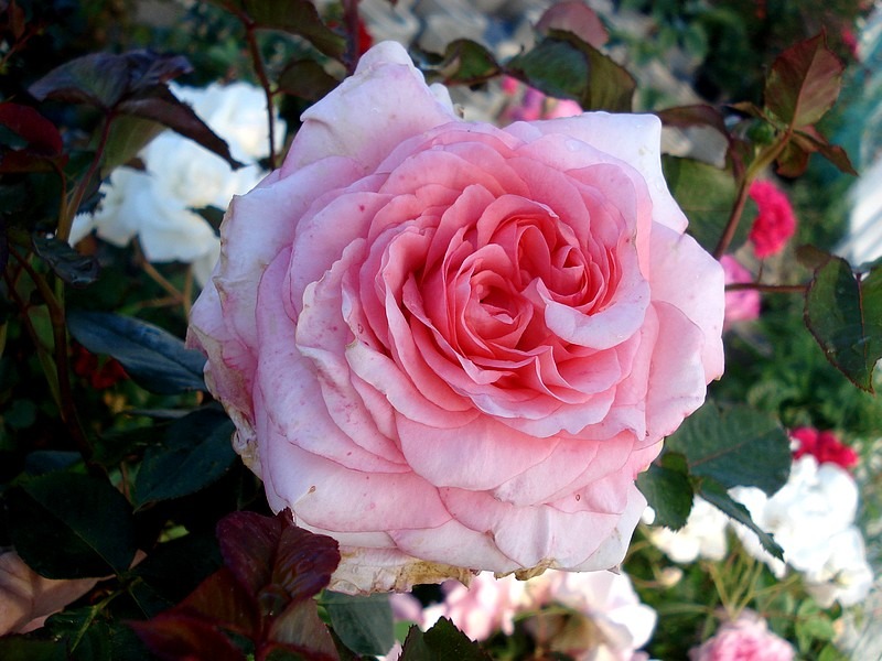 'Arthur Rimbaud ®' rose photo