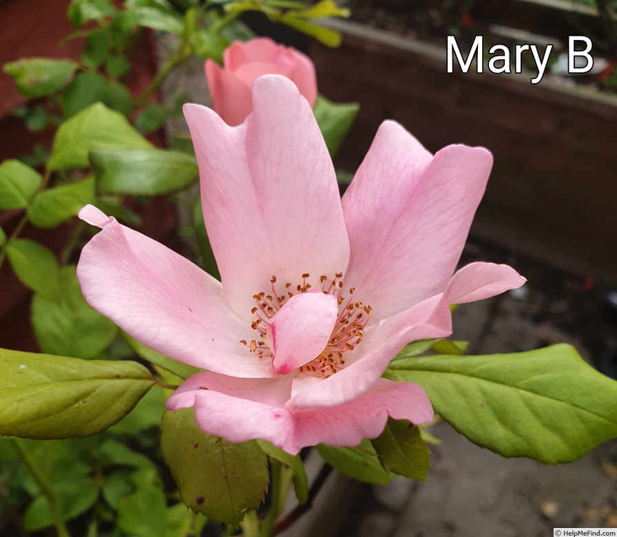 'Mary B' rose photo
