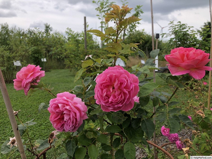 'AKA 221-18' rose photo