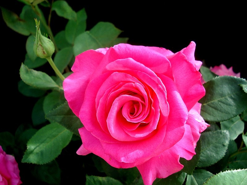 'Charme de Bezouotte ®' rose photo