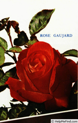 'Rose Gaujard ®' rose photo