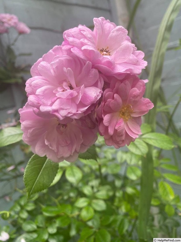 'Rural England' rose photo