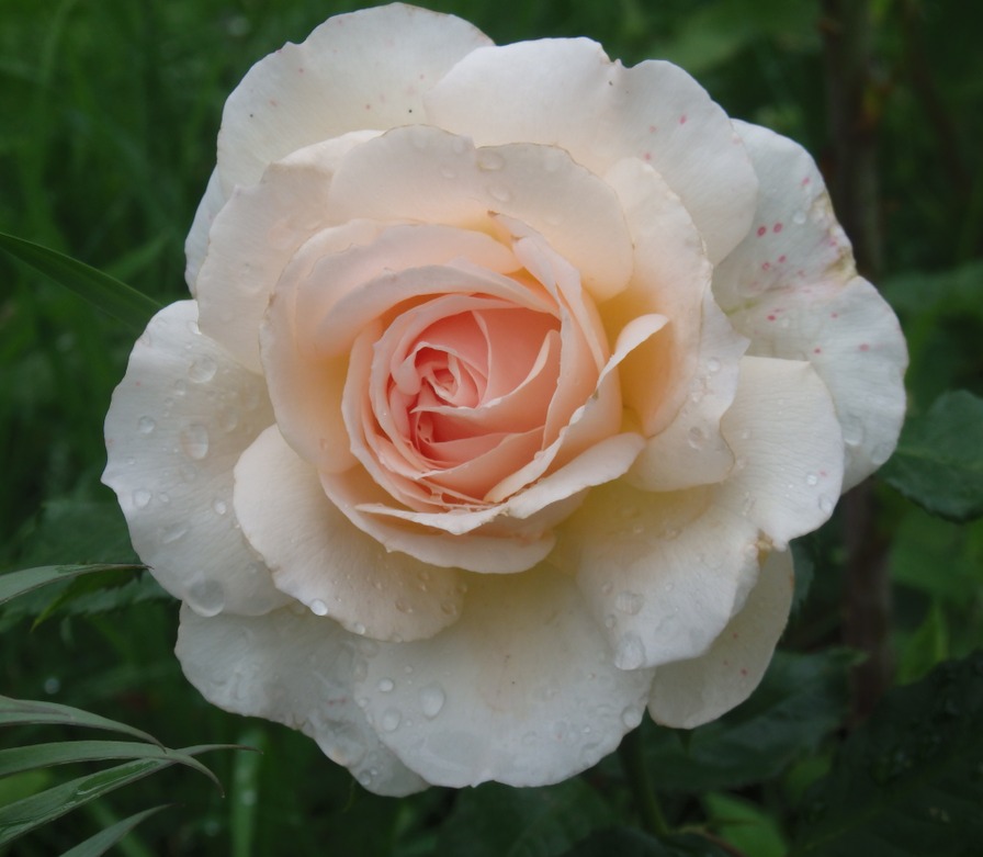 'Chandos Beauty' rose photo