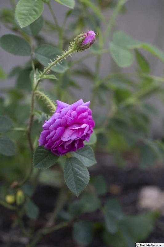'Henri Martin' rose photo
