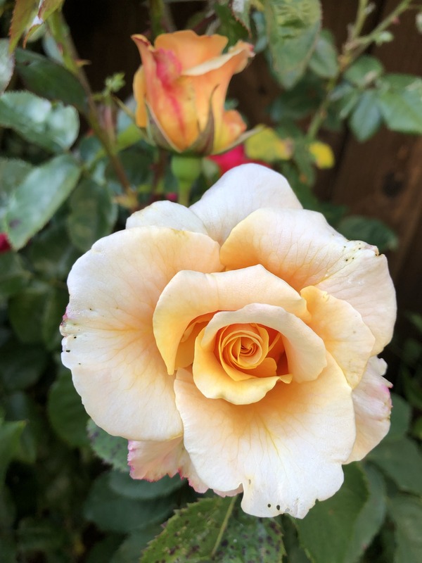 'Carmella Fairy Tale ®' rose photo