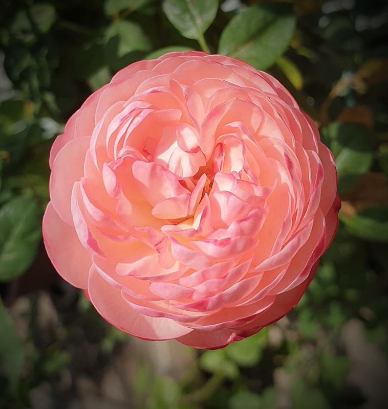 'Yume-akari' rose photo