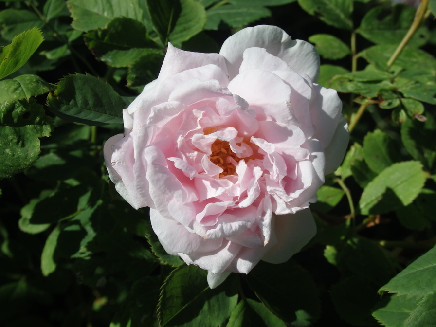 'Antonia d'Ormois' rose photo