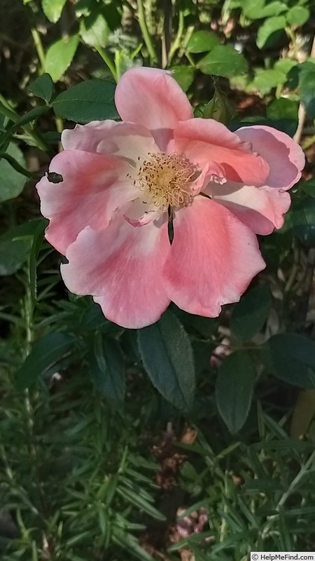 'Roseromantic ® (floribunda, Kordes, 2002/14)' rose photo