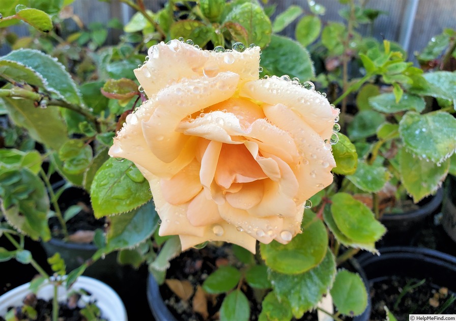 'Buttercup (hybrid tea, Dobbie, 1930)' rose photo