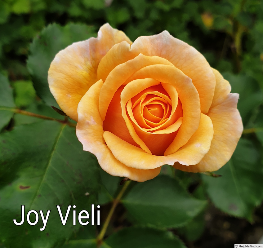 'Joy Vieli' rose photo