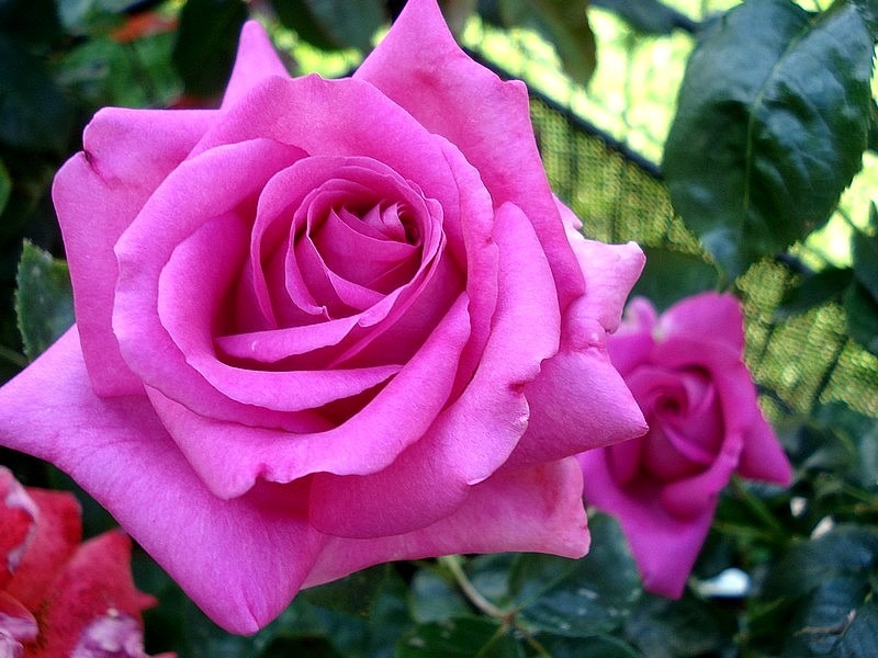 'Violette Parfumée ®' rose photo