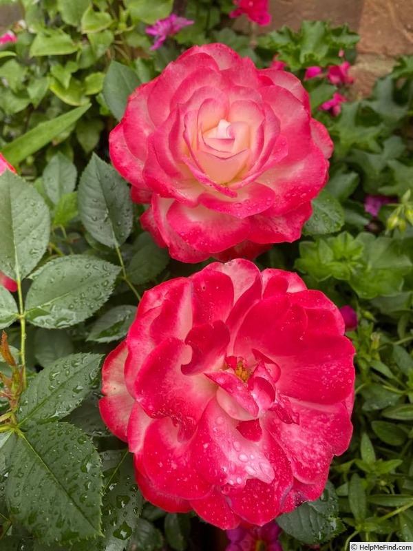 'Jubilé du Prince de Monaco ®' rose photo