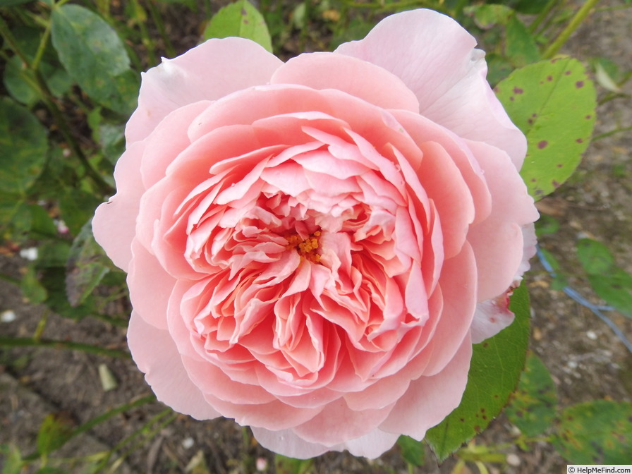 'The Alnwick Rose' rose photo
