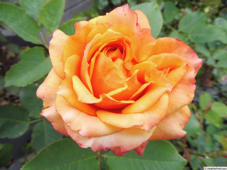 'La Villa Cotta ®' rose photo