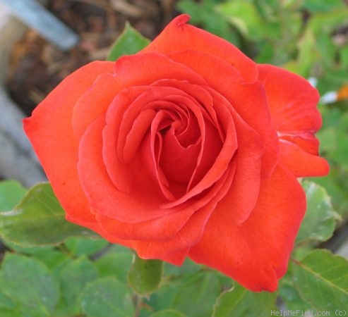 'Bing Crosby' Rose
