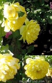 'Lemon Zest™' rose photo