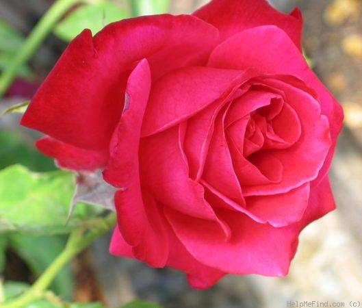 'Candy Apple' rose photo